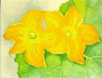 喬治亞 奧基夫 Squash Blossoms